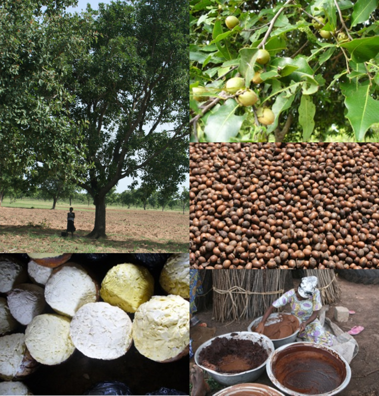 INNOVKAR: Innovative Tools and Techniques for Sustainable Use of the Shea Tree in Sudano-Sahelian zone