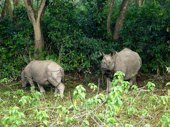 Economic Incentives and Poaching of One-horned Rhinoceros in Nepal